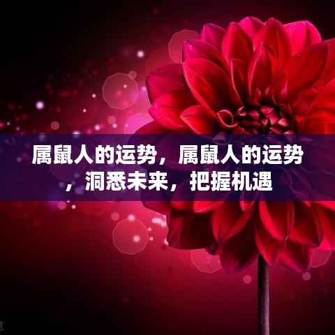 属鼠人的未来运势展望,洞悉机遇,把握命运之路