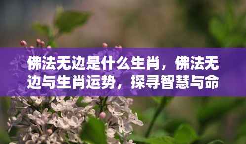 佛法无边与生肖运势,探寻智慧与命运的神秘交融