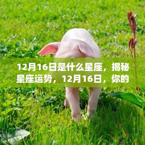 揭秘星座运势,12月16日的星座运势如何?