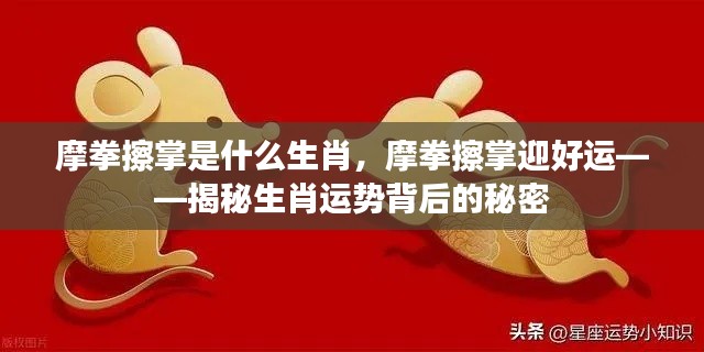 揭秘生肖运势背后的秘密,摩拳擦掌迎好运的生肖运势分析