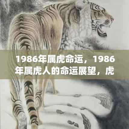 1986年属虎人的命运展望,虎虎生威还是命运多舛?