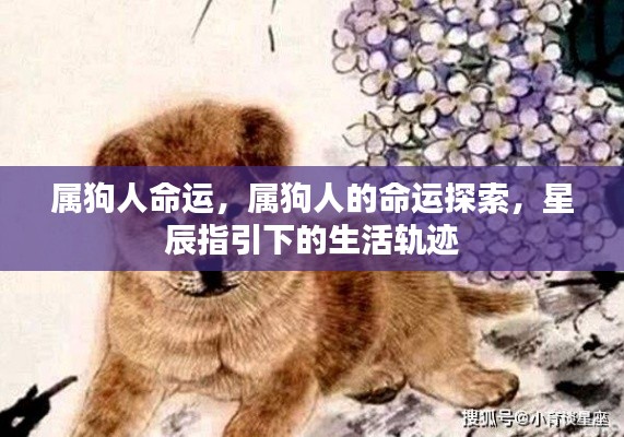 属狗人的命运探索,星辰指引下的生活轨迹