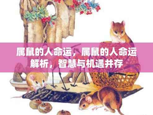 属鼠人的命运解析,智慧与机遇的交织