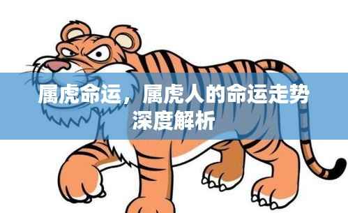 属虎命运深度解析,探寻属虎人的命运走势