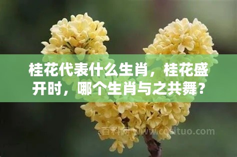 桂花与生肖的共舞,哪个生肖与盛开的桂花相伴共舞?
