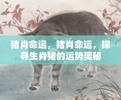 生肖猪的运势奥秘探寻,猪肖命运详解