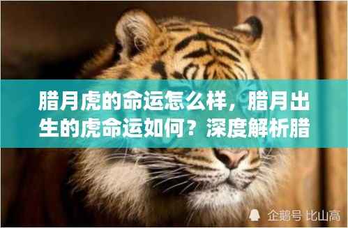 腊月虎星座运势深度解析,命运走向与性格特质探寻