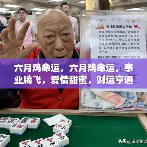 六月鸡的命运,事业腾飞,爱情甜蜜,财运亨通