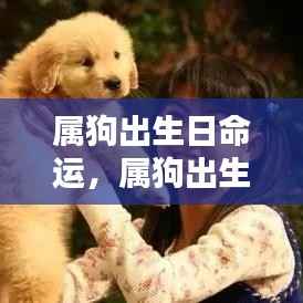 狗年出生者的命运起伏探究,属狗出生日的命运解析