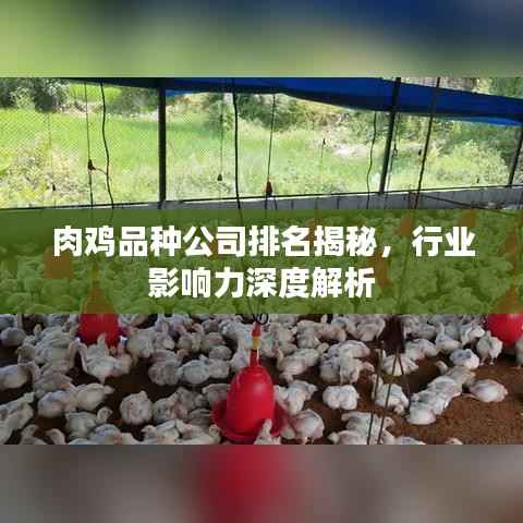 肉鸡品种公司排名揭秘，行业影响力深度解析
