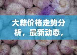 大蒜价格走势分析,最新动态,洞悉未来趋势(五月二十六日)