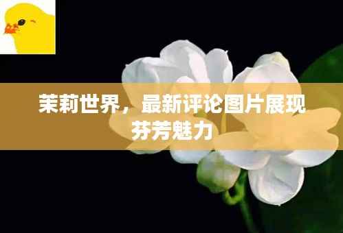 茉莉世界,最新评论图片展现芬芳魅力